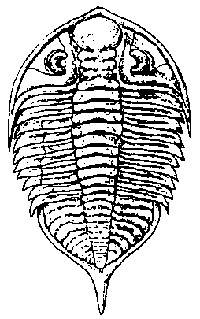 Dalmanites Trilobite