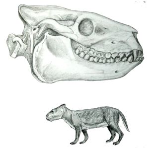 Brachiopod fossils
