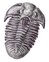Asian Trilobite