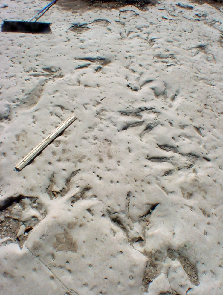 Dinosaur tracks, central Texas