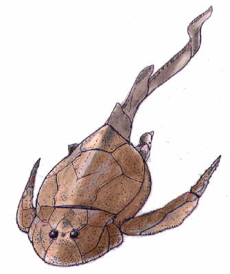 Bothriolepos reconstruction