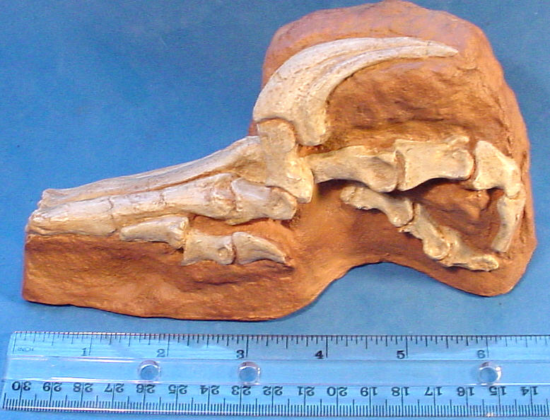 velociraptor foot cast