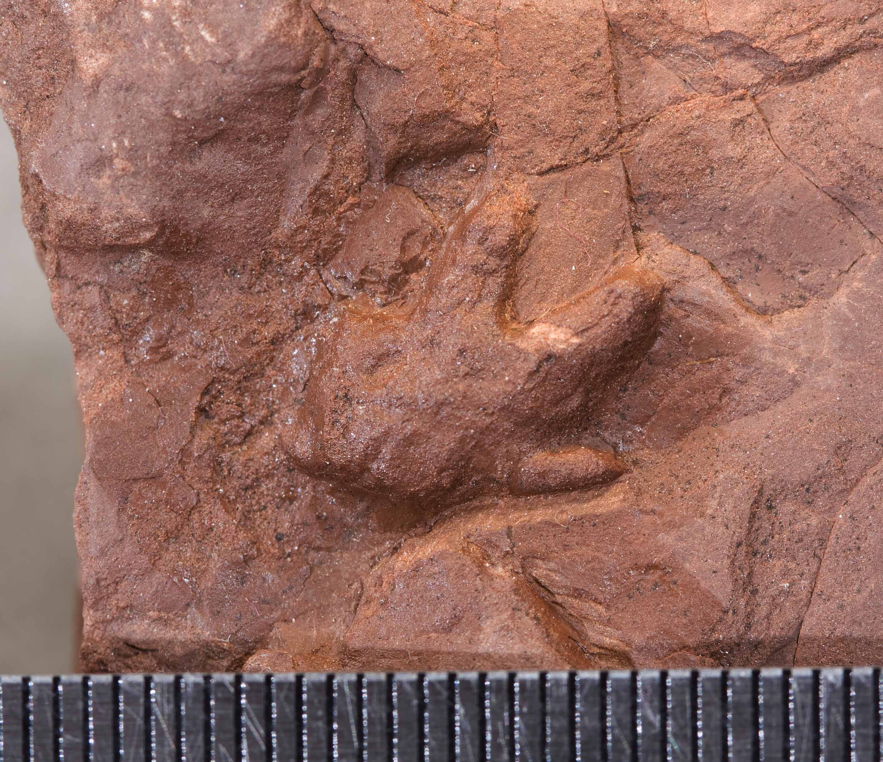 Baby dinosaur track from South African nesting site