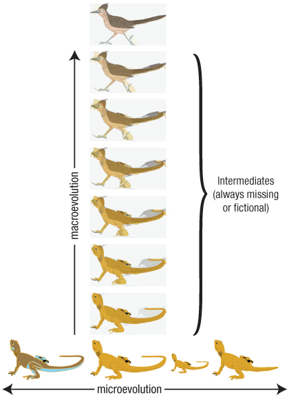 Brown's diagram on evolution
