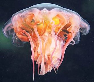 Lion's Jellyfish