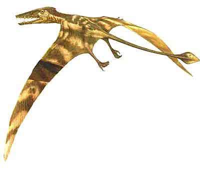 Pterorhynchus, no crest