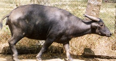 Tamaraw dwarf buffalo