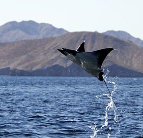 Manta ray flying