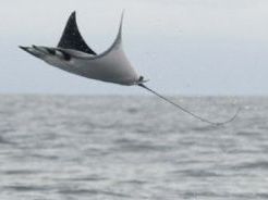 Manta rays flying