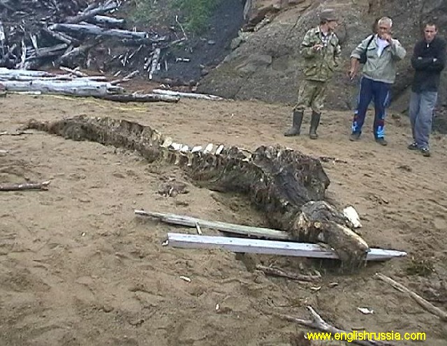 Russian carcass12