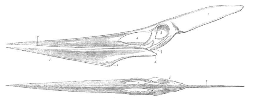 Pteranodon skull views