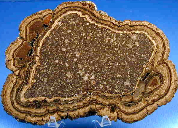 Ordovician stromatolite