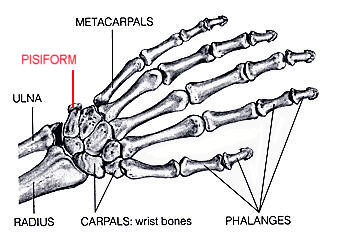 alleged Cretaceous hand bones