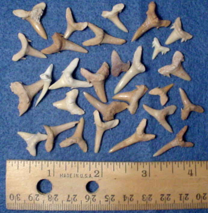 Shark teeth, Morrocco Cretaceous, Approx. 105 million years old