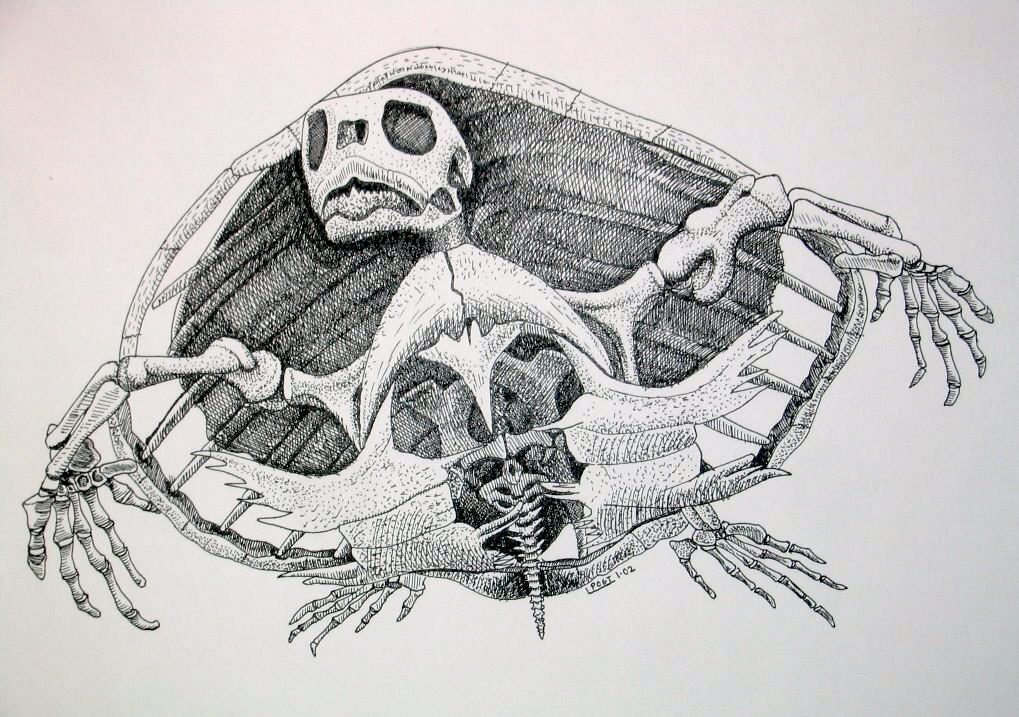 alleged Cretaceous hand bones