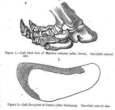 Sloth foot and track diagram