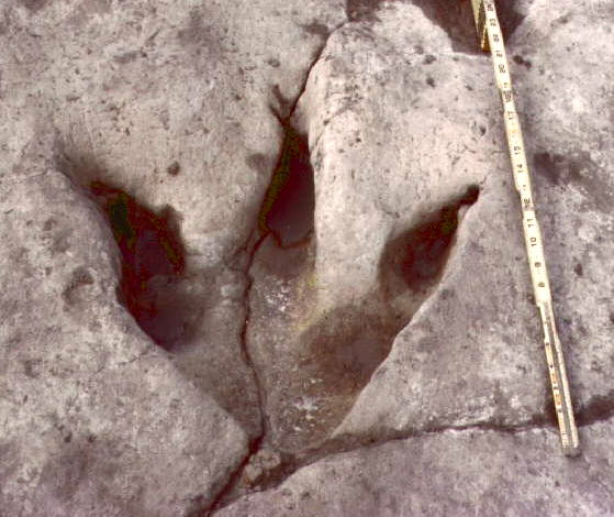 Acrocanthosaurus track cast, Paluxy Riverbed