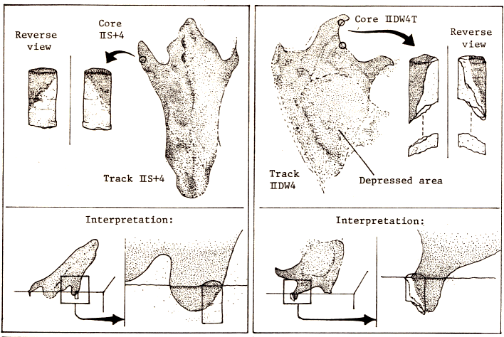Core sections