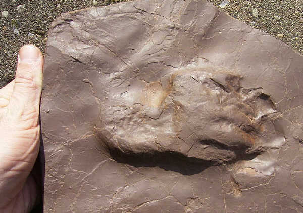 Dimetrodon print from France