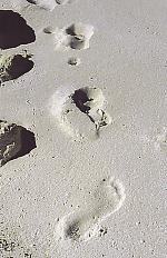 Langebaan footprints