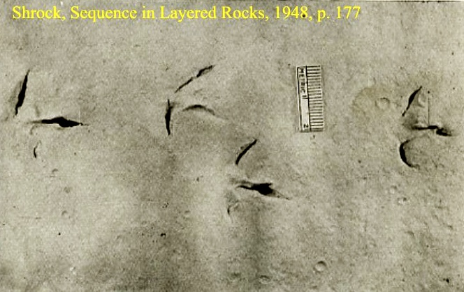 bird-tracks-and-raindrops-in-mud-bay-fundy