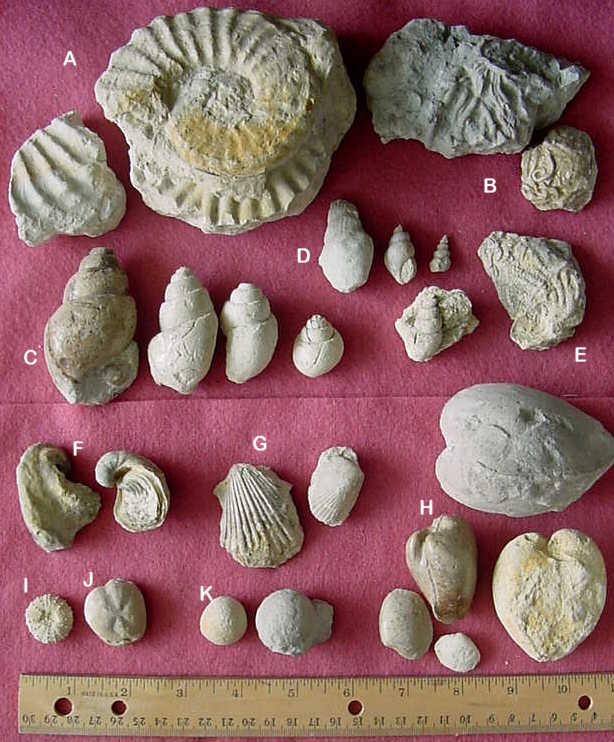 Image collected from the internet - Shows snails (C&D), Round & Heart Sea Urchins (I&J) and Clams (H.)