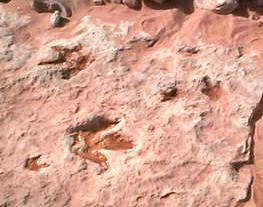 Tuba City dinosaur tracks
