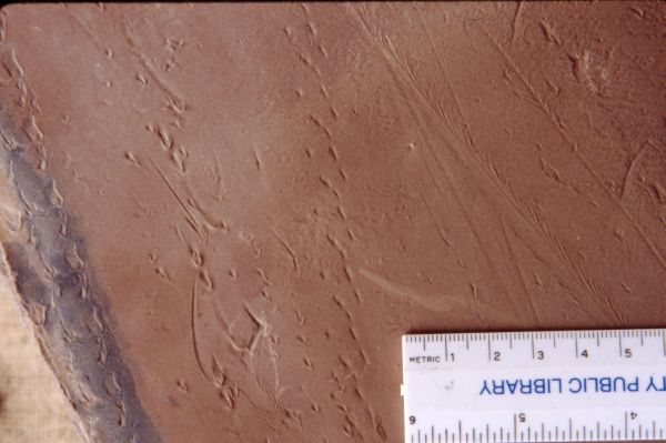 Invertebrate trace fossils, NM