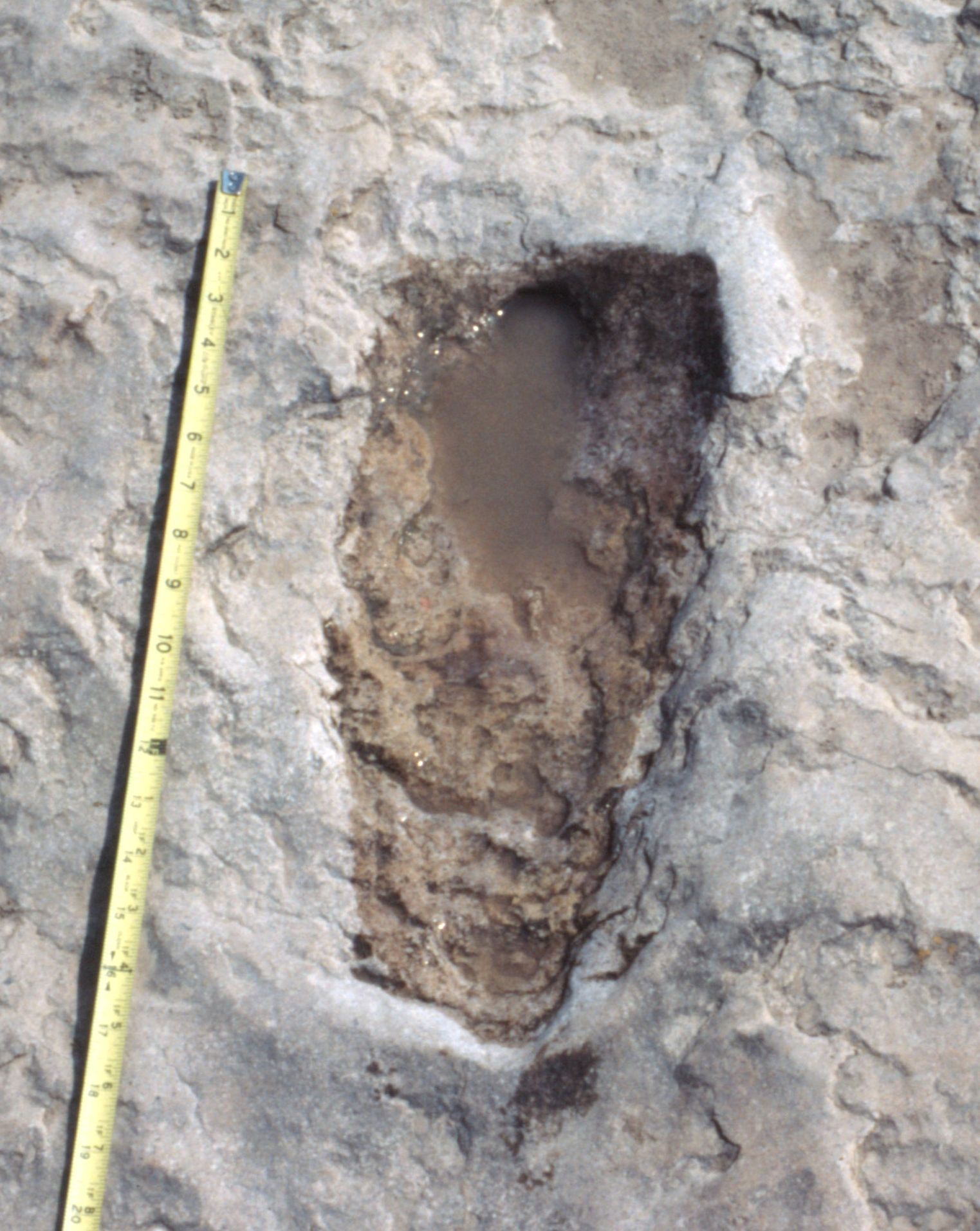 'Alleged human footprint at State Park Shelf 