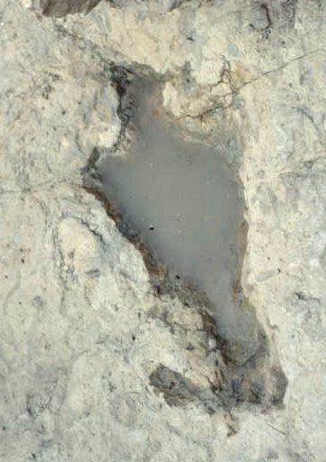 Dinos track on Baugh site with partial metatarsal mark
