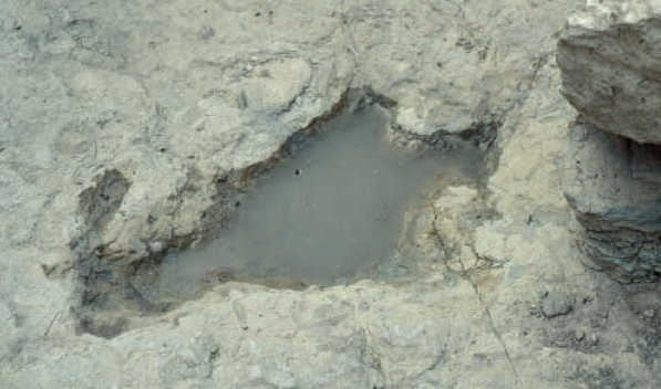 Dinosaur track on Baugh site with 
partial metatarsal immpression
