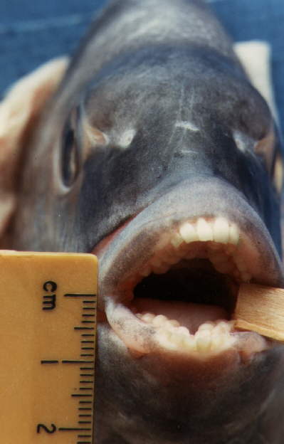 fish with molars
