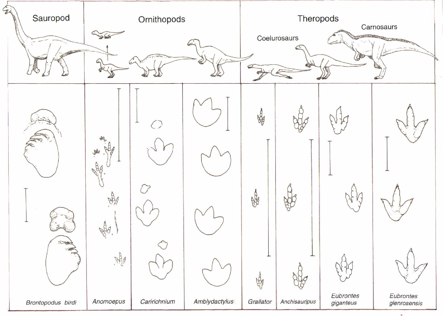 How Do Dinosaur Footprints Preserved