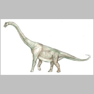 Acrocanthosaurus drawing