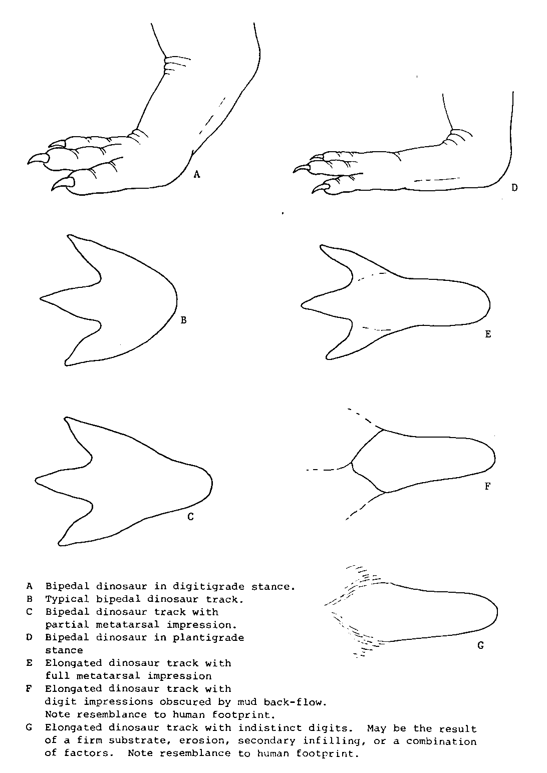 Variations of bipedal dinosaur tracks 