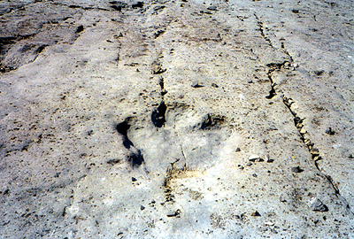 Turkmenistan dinosaur track